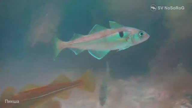 В каком возрасте у Пикши (Haddock) — Melanogrammus aeglefinus наступает половая зрелость ?