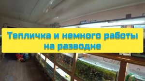 ТЕПЛИЧКА И НЕМНОГО РАБОТЫ НА РАЗВОДНЕ