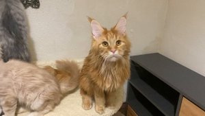 Котятки породы мейн-кун . Разный возраст и окрасы