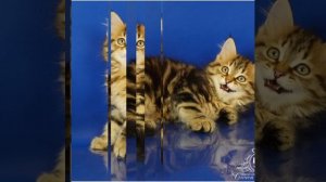 Слайд-шоу фото сибирская кошечка Matilda Crown of Siberia, 2 месяца