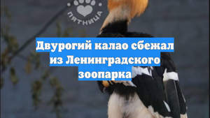 Двурогий калао сбежал из Ленинградского зоопарка