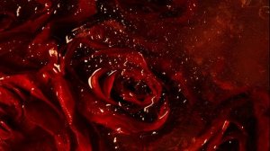 Черная роза Ястребова