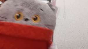 наше приветствие басят и меня