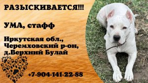 Пропала собака! УМА. Стафф.  Иркутская обл,  Черемховский р-н,  д. Верхний Булай