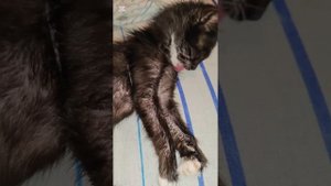 Спасённый с дороги больной котенок практически здоров