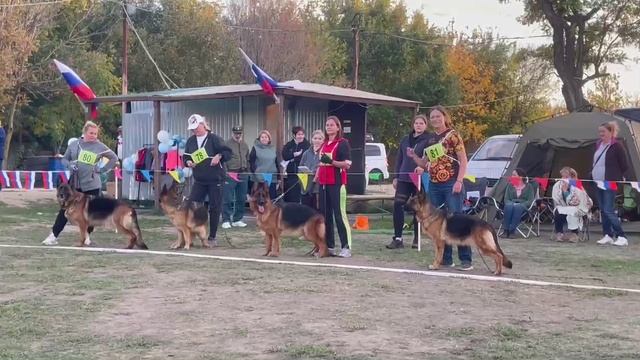 РАБОЧИЙ СУКИ / Кубок НКП РОСТОВ-НА-ДОНУ 28 сентября`25 Z.Najdovski, Е.Близнецова  Моно н/о