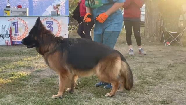 РАБОЧИЙ СУКИ ДШ / Кубок НКП РОСТОВ-НА-ДОНУ 28 сентября`25 Z.Najdovski, Е.Близнецова  Моно н/о