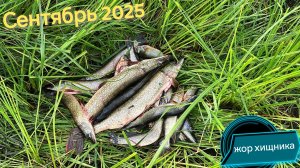Сентябрь 2025.В этом выпуске я наконец-то вырвался за осенним хищником. Щучка разная...
