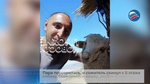 Ужасный инцидент: живодер выбросил питомцев из окна в Мурманской области