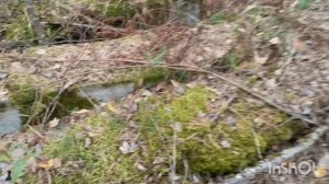 Девочки, собрала новую партию мха для моих любимых орхидей 🤗сочный, зеленый такой! ☺