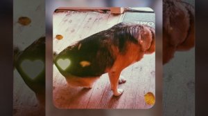 1000035903.mp4 (Собака наблюдает за устройством заземления газового оборудования в доме А-фрейм)