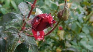 29=09=2025  ПВН  КМР . ОСЕНЬ .ДОЖДЬ.  MP4 (61)