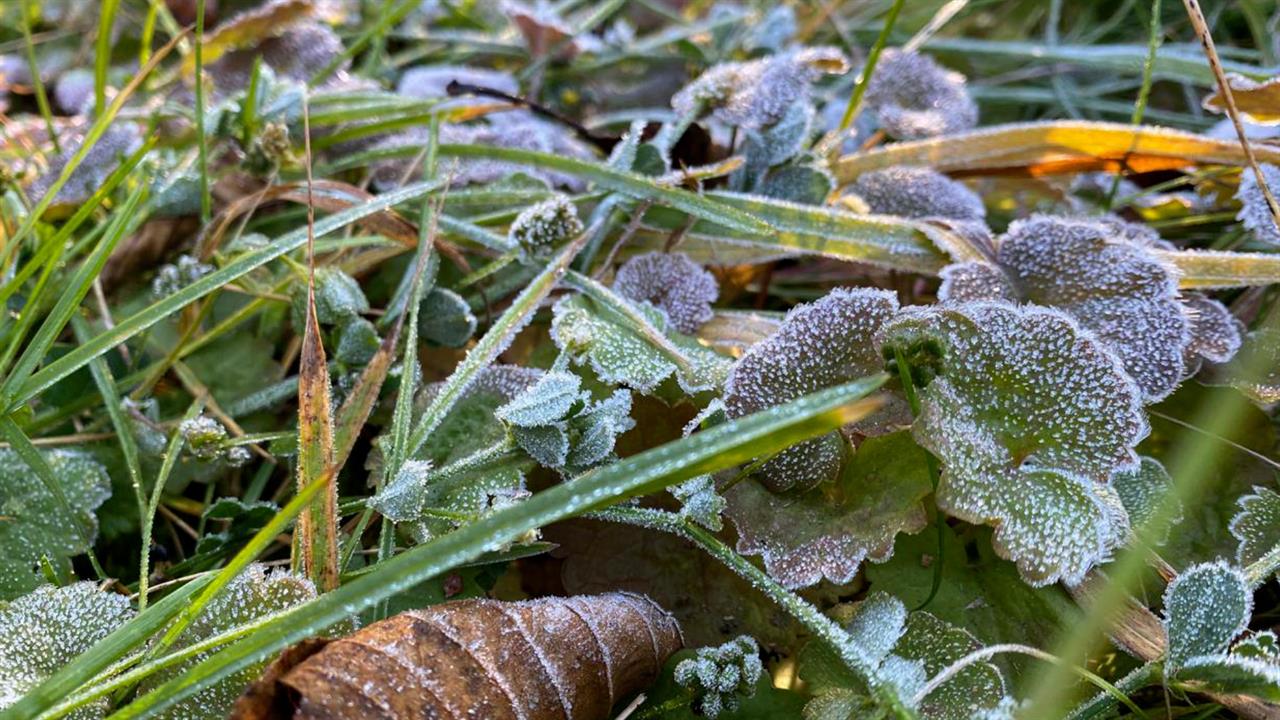Появились кадры первого инея, накрывшего Лосиный остров