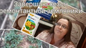 Подготовка к зиме ремонтантной земляники