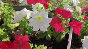 Цветущий город - 2025