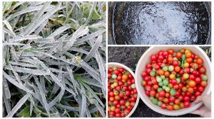 Дождались....всё помёрзло😭