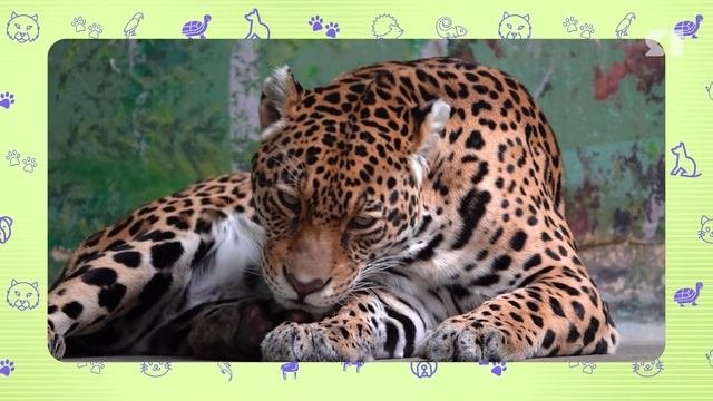 ЛЕОПАРДЫ