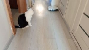 кот, собака и робот-пылесос