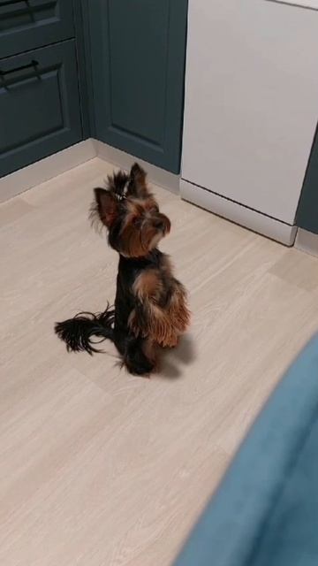 Суслик 🤗 смотреть онлайн