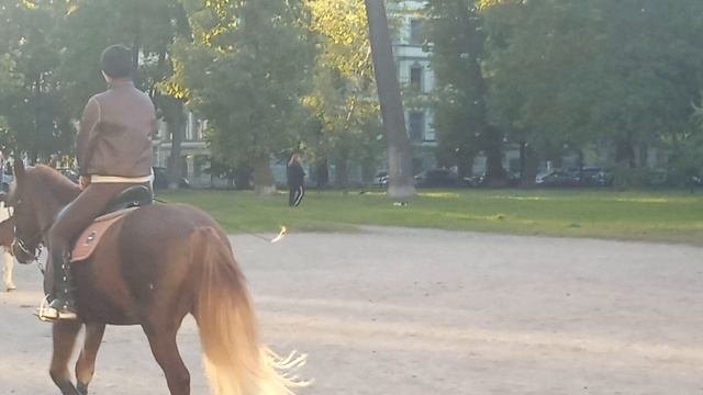 Конная школа в Санкт-Петербурге.