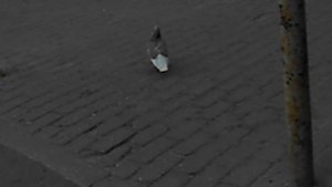 Белохвостый бурый голубь DSCN6774