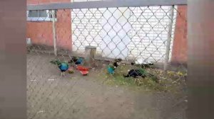 Наша семейная прогулка по зоопарку Страусиное ранчо