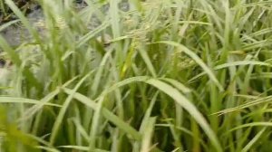 Спасение Карасей часть 1