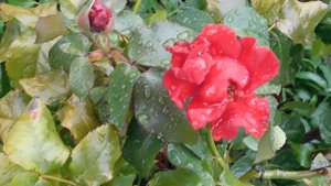 29=09=2025  ПВН  КМР . ОСЕНЬ .ДОЖДЬ.  MP4 (55)