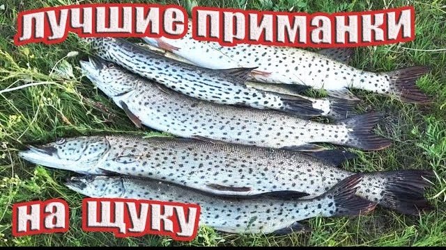 Рыбалка на амурскую щуку!