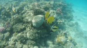 Риф отеля Клеопатра, Макади Бэй.