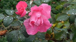 29=09=2025  ПВН  КМР . ОСЕНЬ .ДОЖДЬ.  MP4 (92)