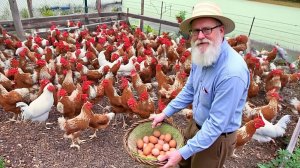 БОЛЬШЕ НИКАКОГО ЗЕРНА! Мои куры едят на 150 рублей в неделю, и вот ПОЧЕМУ.