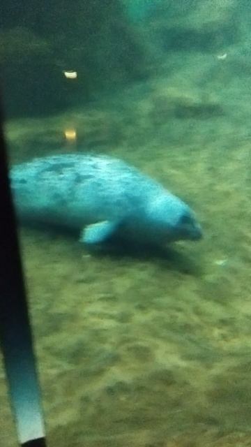 рандомное видео (снято мной) смотреть онлайн