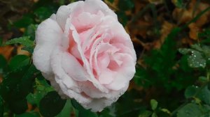 29=09=2025  ПВН  КМР . ОСЕНЬ .ДОЖДЬ.  MP4 (124)