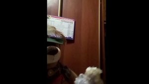 "Счёт. Цифры". Видео курс английского языка. Elementary.