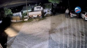 В Сочи медведь устроил ночную пробежку по улицам, напугав жителей