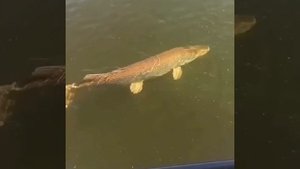 Видео от За Трофеем: Охота и Рыбалка