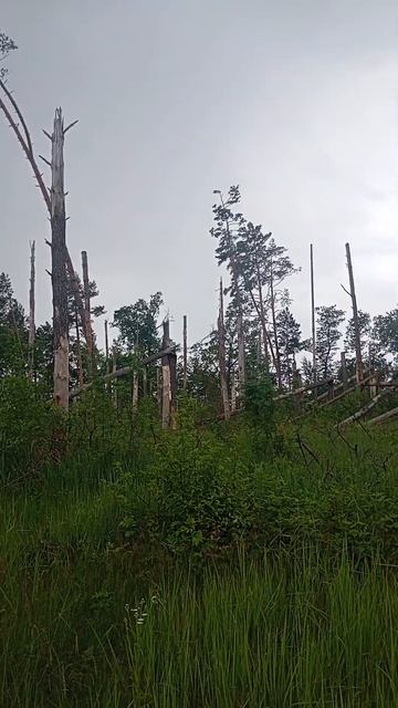вот как смотреть онлайн