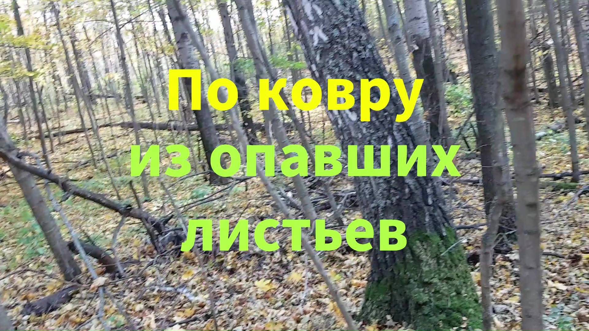 По ковру из  опавших листьев