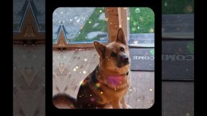 1000035901.mp4 (Собака наблюдает за устройством заземления газового оборудования в доме А-фрейм)