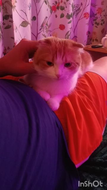 Барин доволен🐯