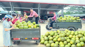 Сбор сочных грейпфрутов для продажи на рынке. Жизнь во Вьетнаме