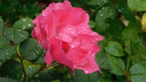 29=09=2025  ПВН  КМР . ОСЕНЬ .ДОЖДЬ.  MP4 (148)