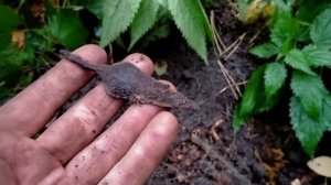 СТАРАЯ ДОРОГА В ЛЕСУ!!!ИМПЕРИЯ!!СОВЕТЫ!!!И НАКИ!!!!КОП С Garrett Vortex VX9!!!