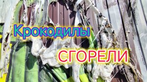 Море в Ейске, в сентябре/Выбираем технику/Крокодилы СГОРЕЛИ/Набрали камней на пляже/Обед в столовой.