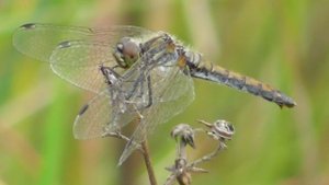 Стрекоза чёрная. Самка ( Sympetrum danae )