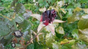 29=09=2025  ПВН  КМР . ОСЕНЬ .ДОЖДЬ.  MP4 (56)