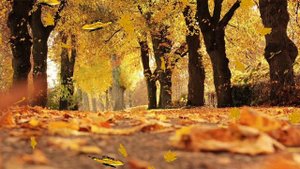 ОСЕНЬ  БАБОЧКИ ЛЕТАЮТ