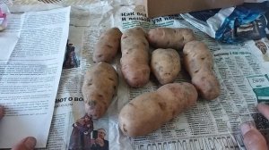 Картофель Американка (Ранняя Роза) купила на ВБ. Сорт ранний и отличные вкусовые качества, рассыпуха