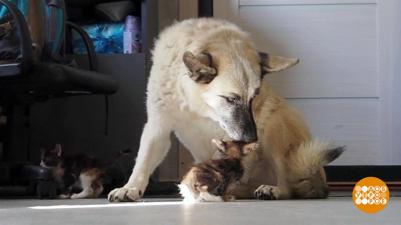 Наши четвероногие помощники. Доброе утро. Фрагмент выпуска от 30.09.2025